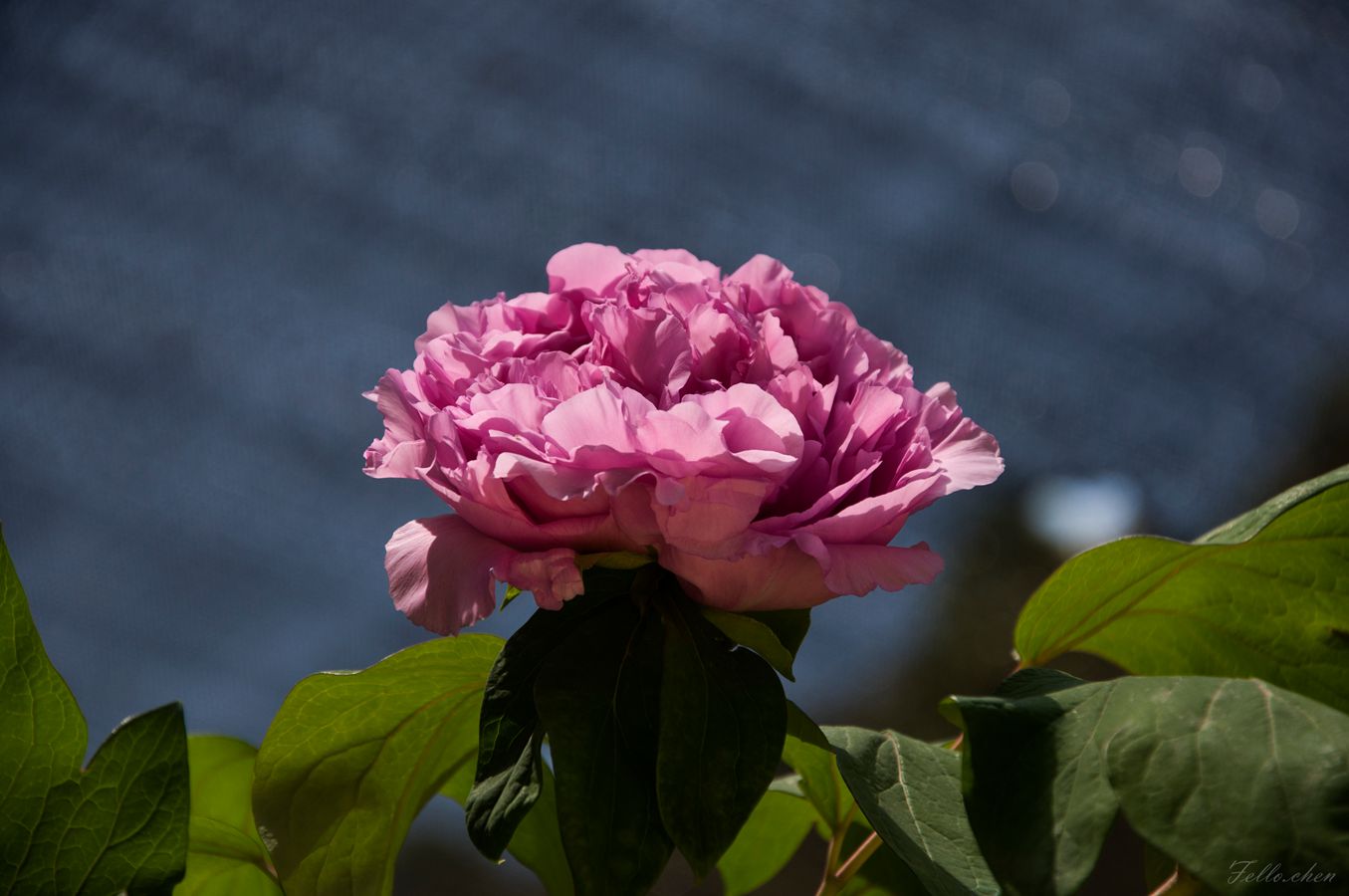 DSC_0077.jpg
