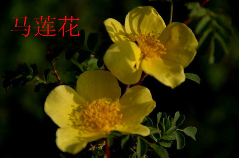 DSC_马莲花5737.JPG