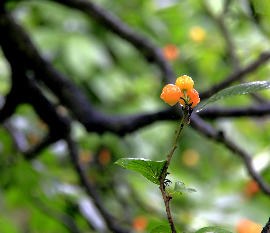 _MG_9637.JPG