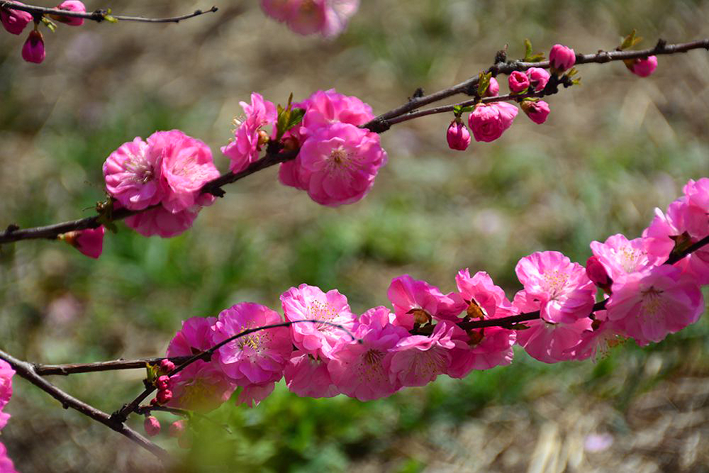 春暖花开 (11).JPG