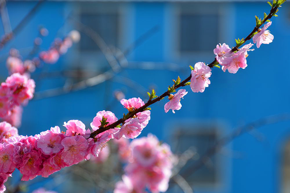春暖花开 (7).JPG