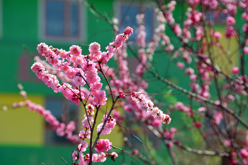 春暖花开 (10).JPG