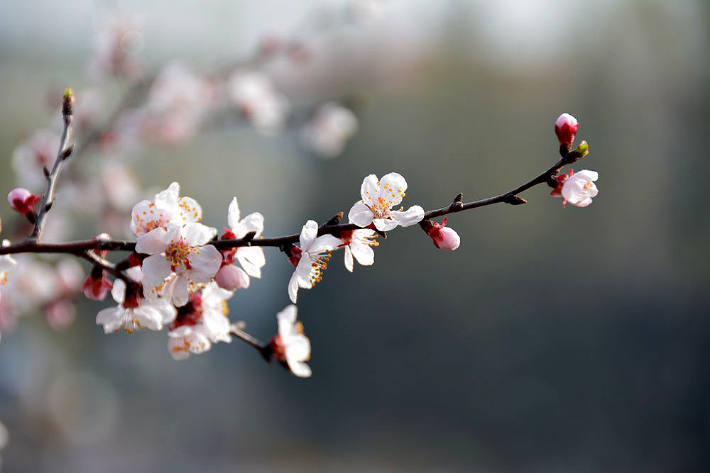 春暖花开 (2).JPG