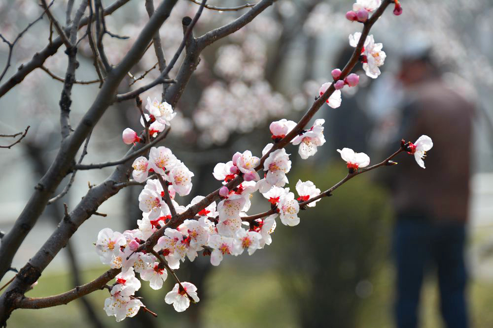 春暖花开 (1).JPG