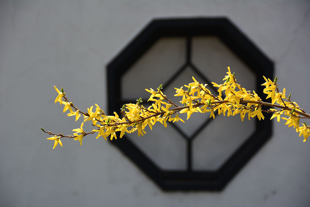 春暖花开 (3).JPG