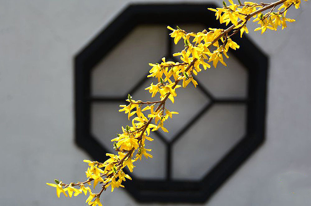 春暖花开 (4).JPG