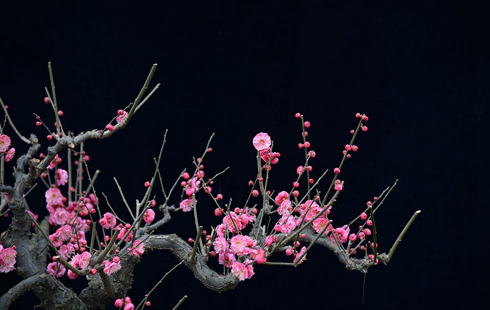 红梅花儿开.jpg