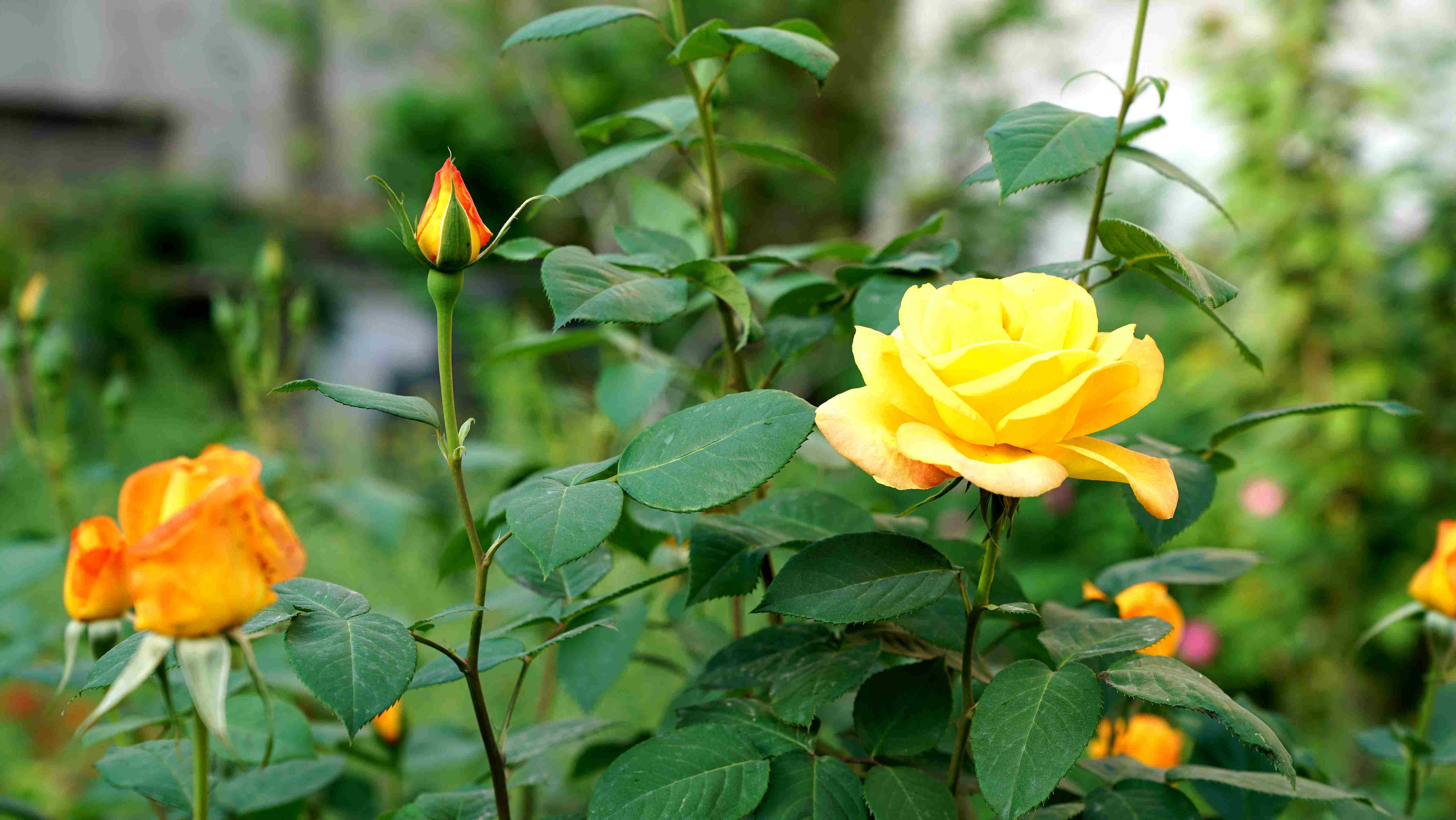 DSC02102.JPG