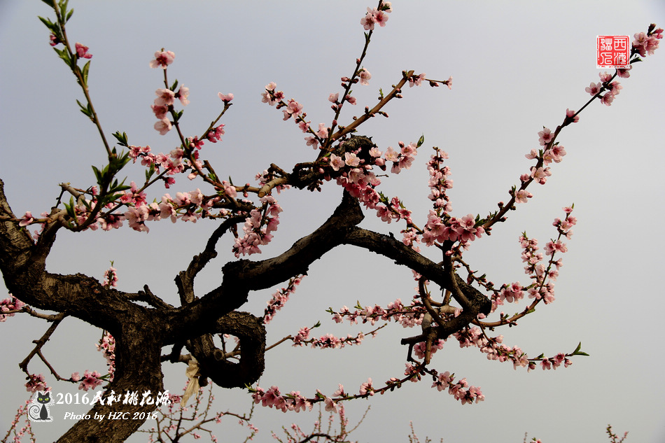 民和桃花源（西海猫人摄）