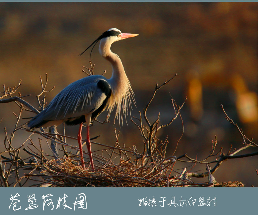psb-(7)_副本.jpg