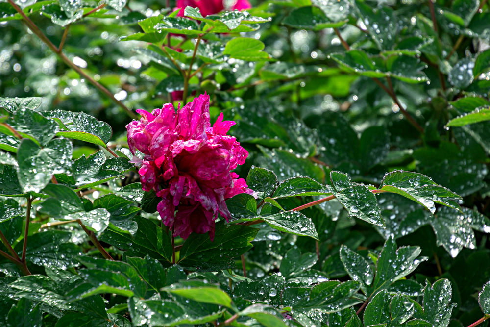 《露珠饰花王》海纳百川摄.jpg