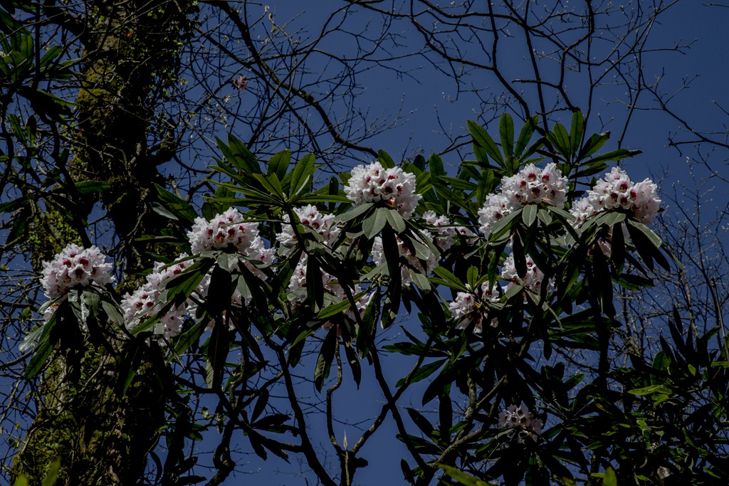 洪雅复兴村山上杜鹃花