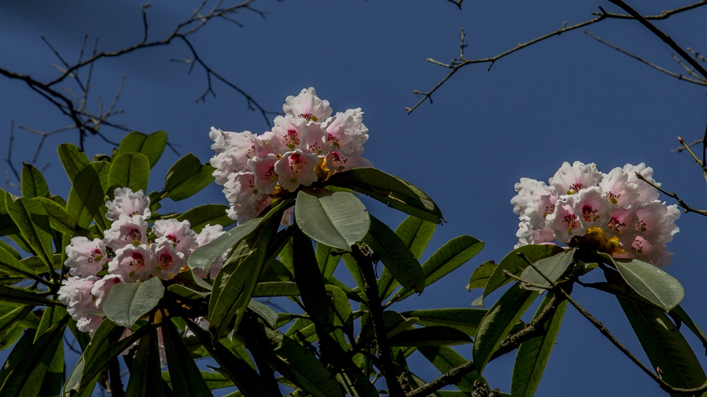 洪雅复兴村山上杜鹃花