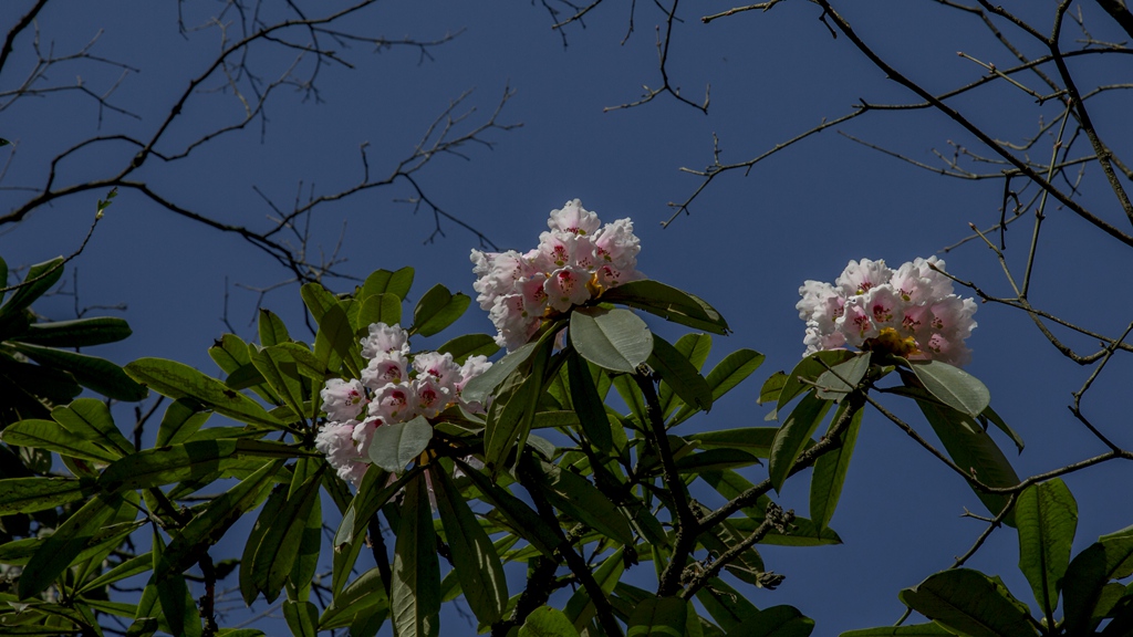 洪雅复兴村山上杜鹃花