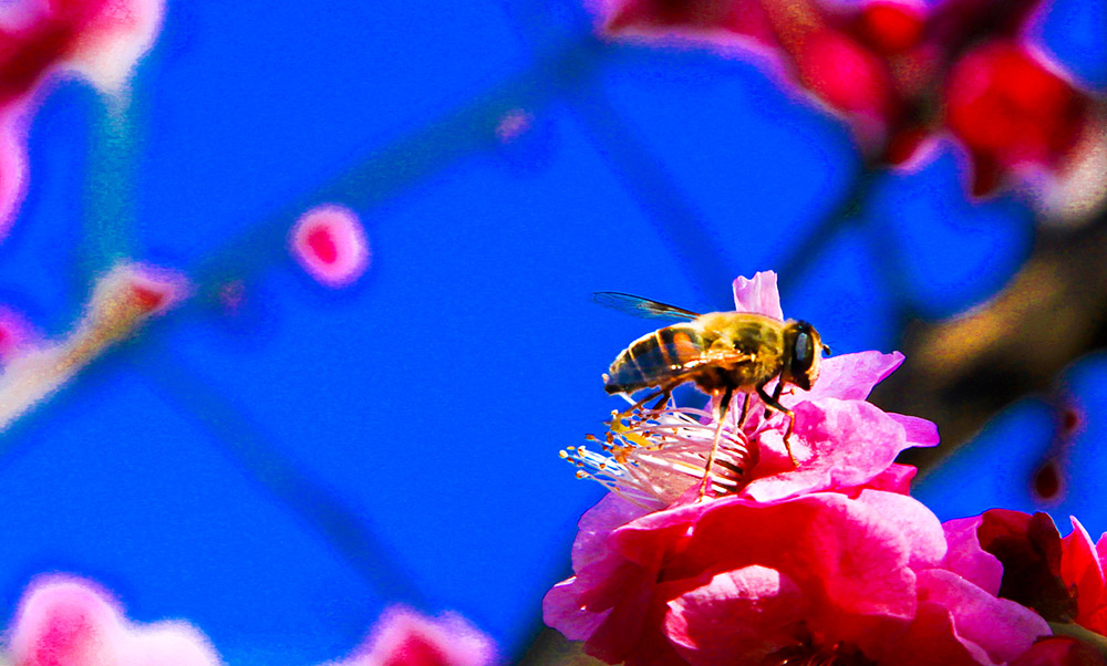 IMG_6871.蜂与花副本副本.jpg