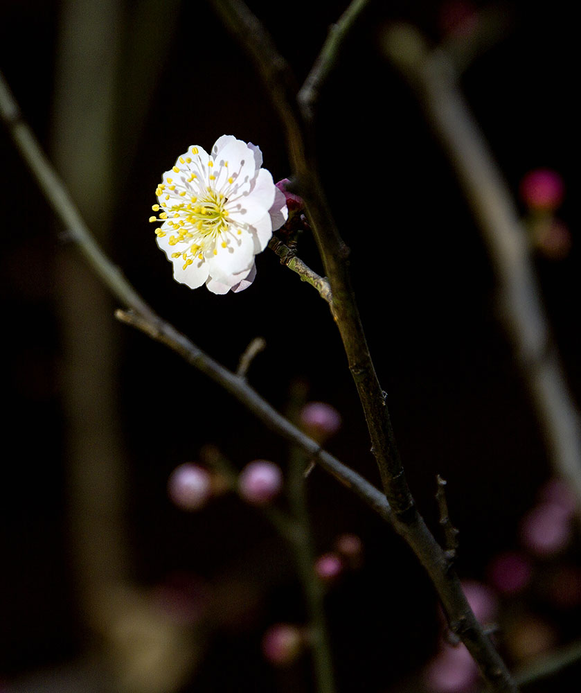IMG_6831副本副本副本.jpg