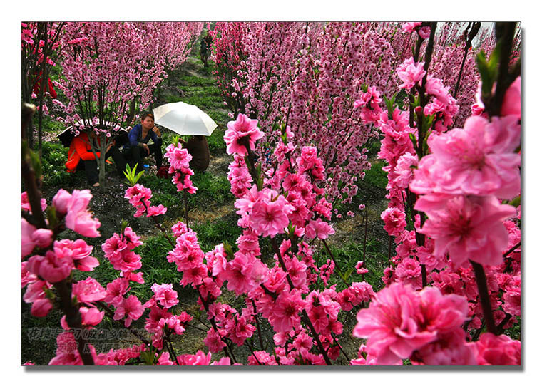 花境专辑7--5图-2《成都乡镇桃花园》--支箭-独创用杆撑相机摄-.JPG