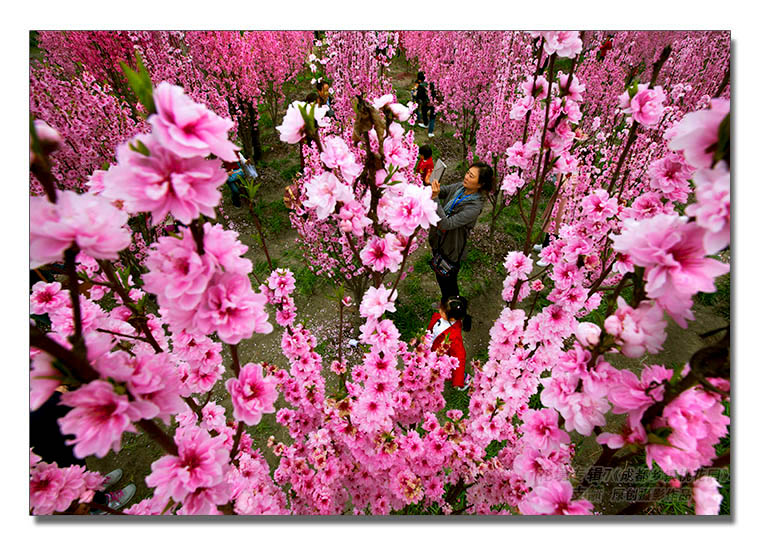花境专辑7--5图-5《成都乡镇桃花园》--支箭-独创用杆撑相机摄-.jpg