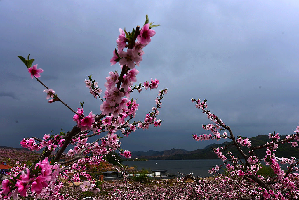 DSC_2180一枝花.jpg