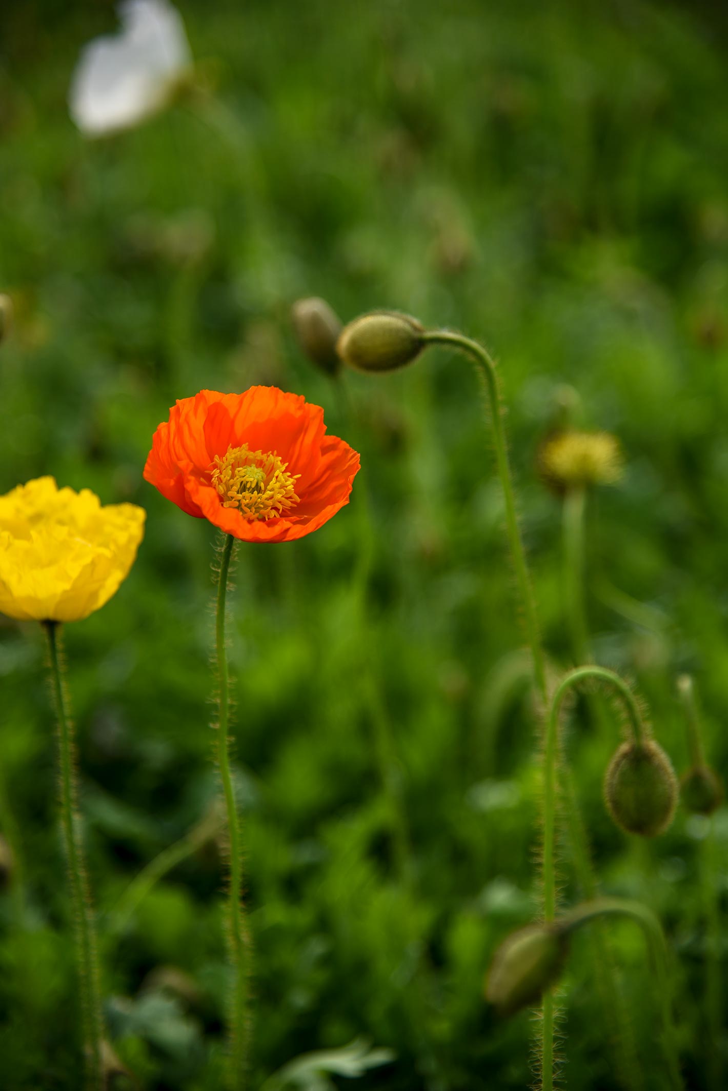 DSC_0244.jpg