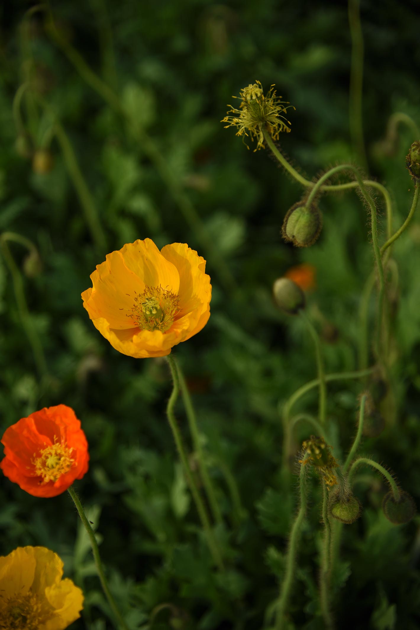 DSC_0256.jpg