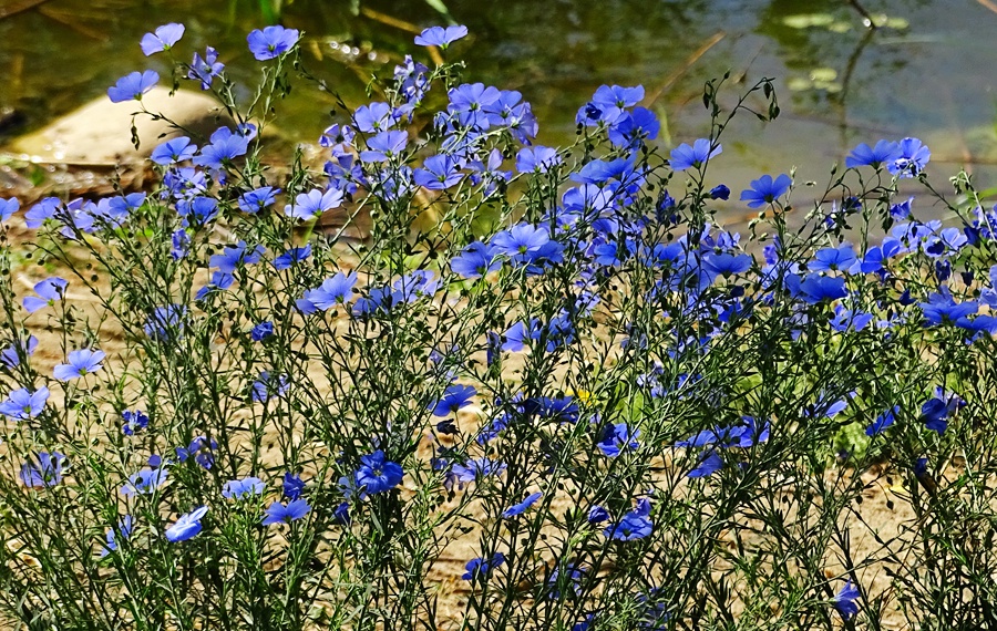DSC00678.JPG