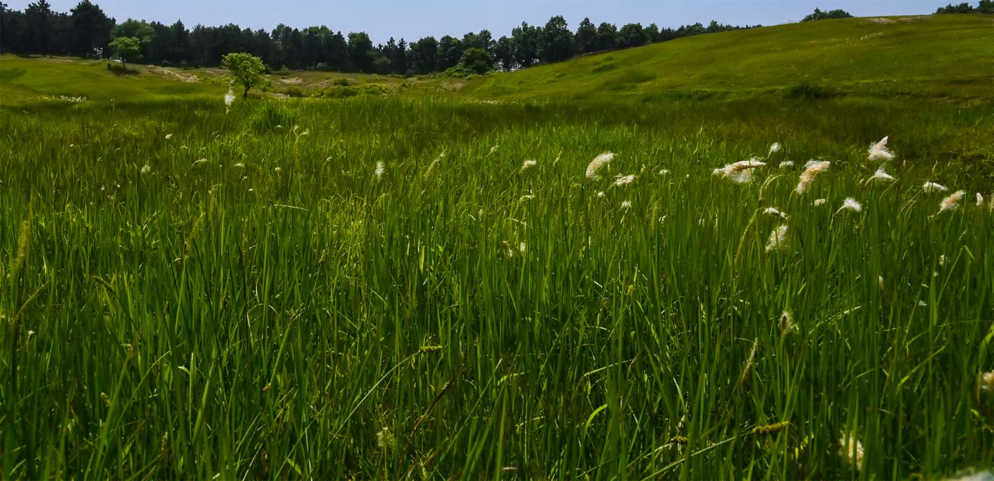 DSC_2329.jpg