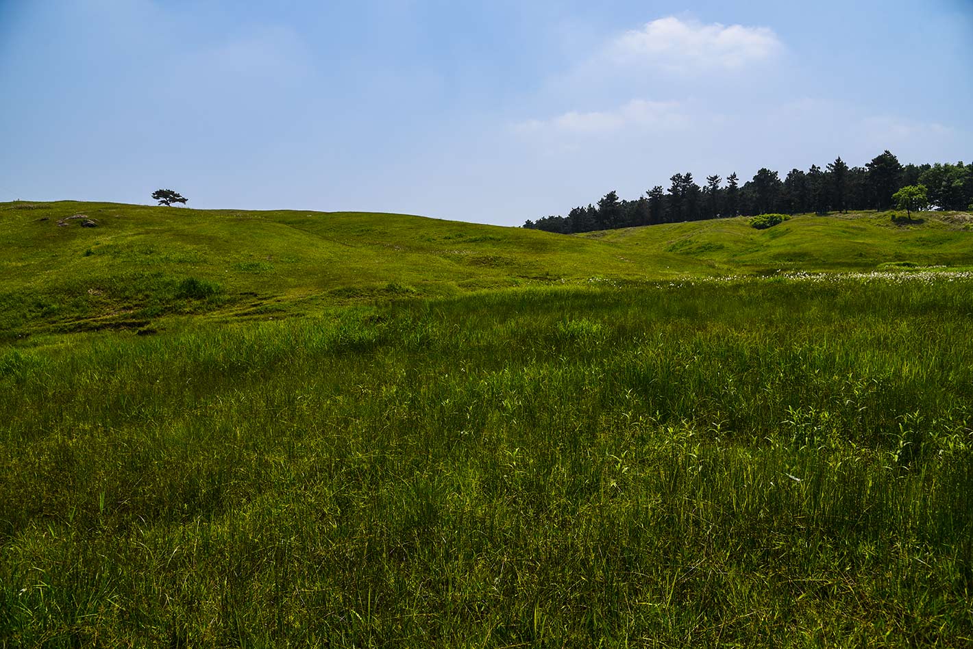 DSC_2334.jpg