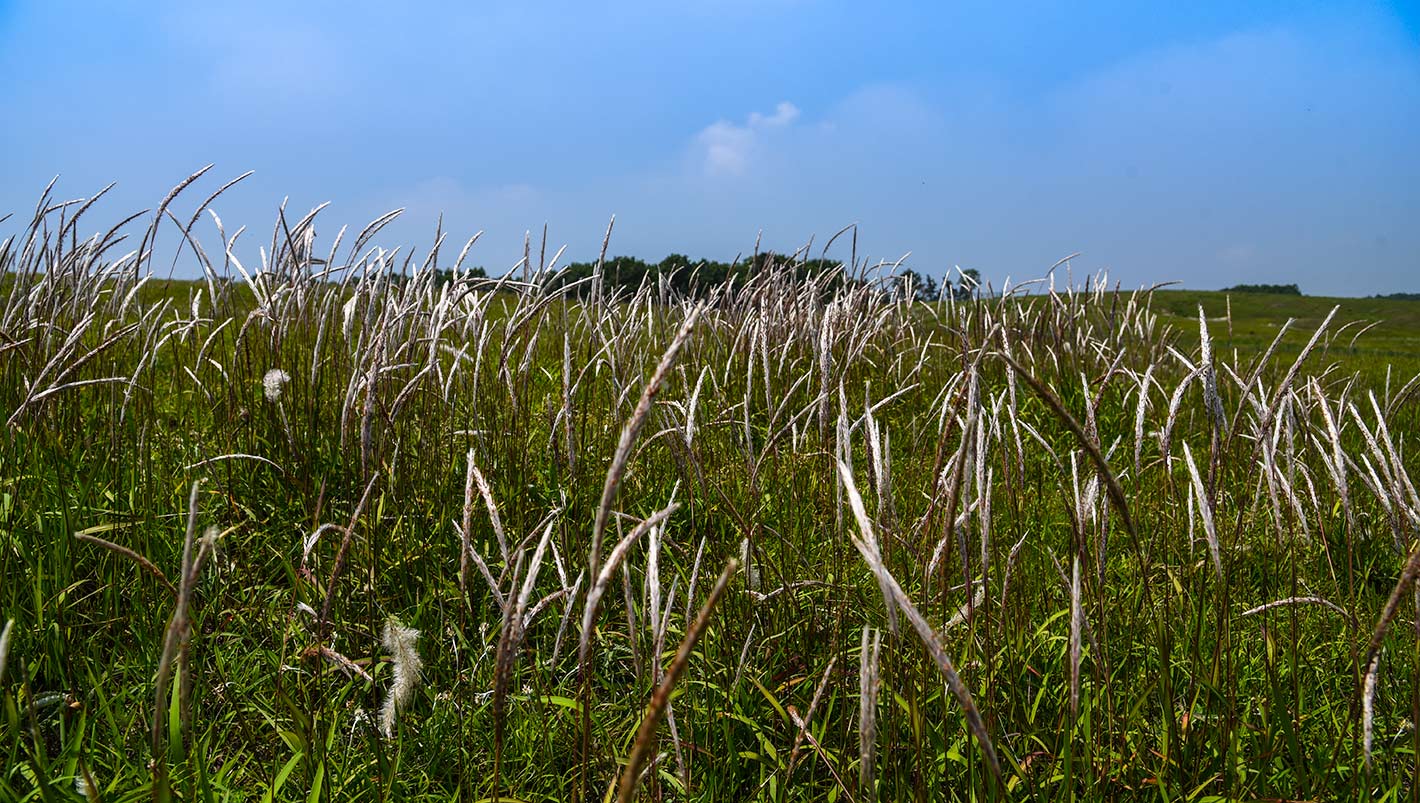 DSC_2341.jpg