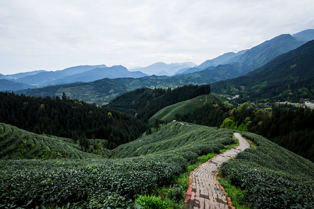 复兴村茶山