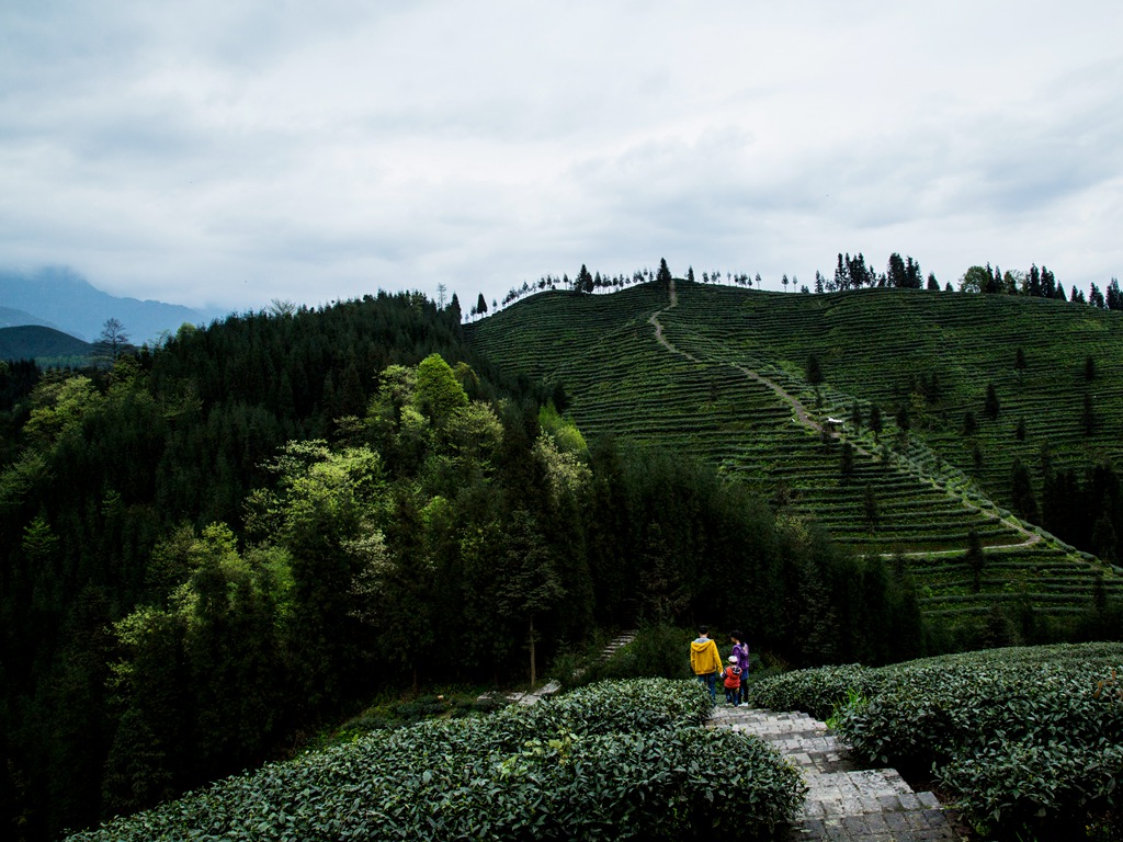 复兴村茶山