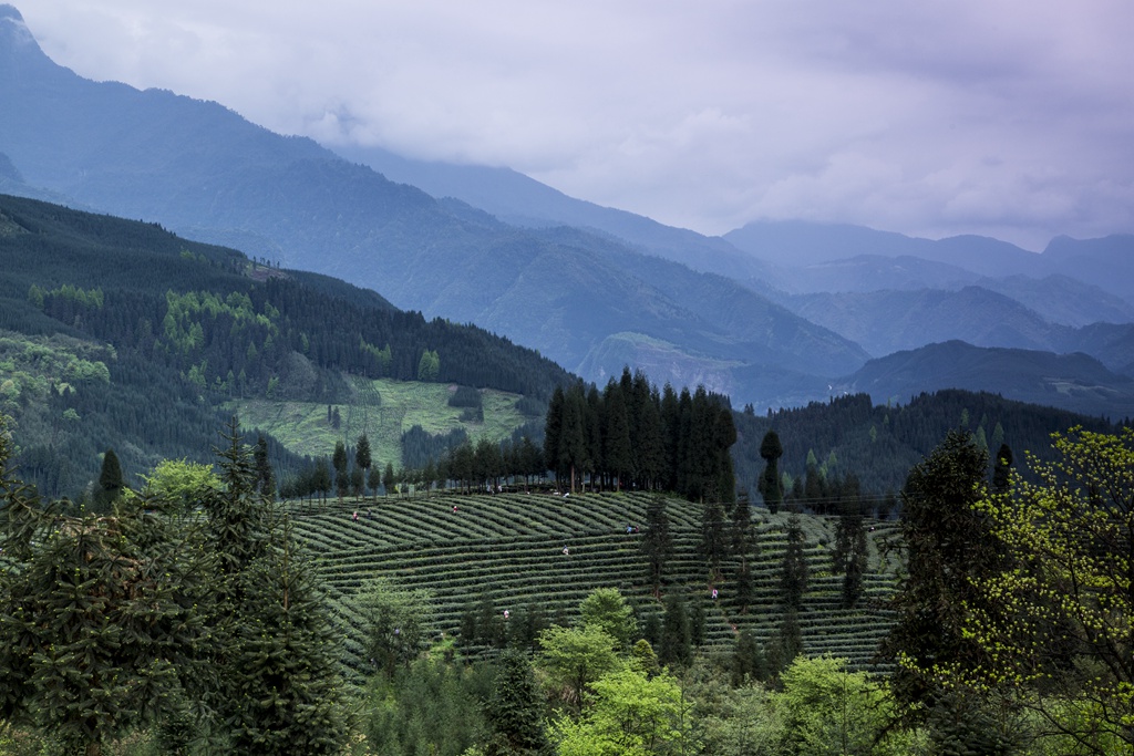 复兴村茶山