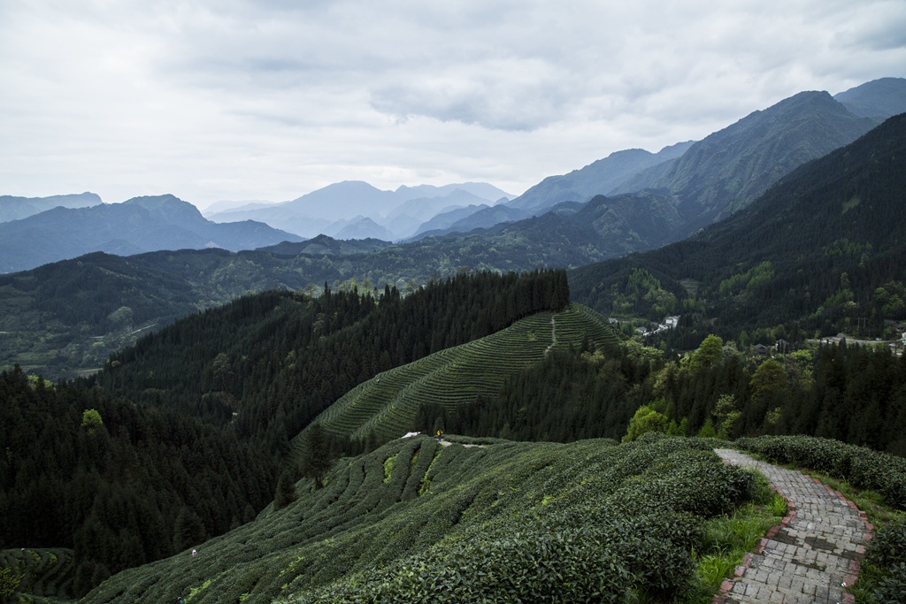 复兴村茶山