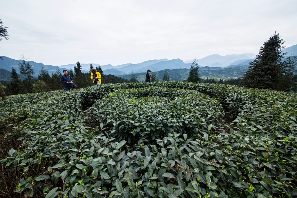 复兴村茶山