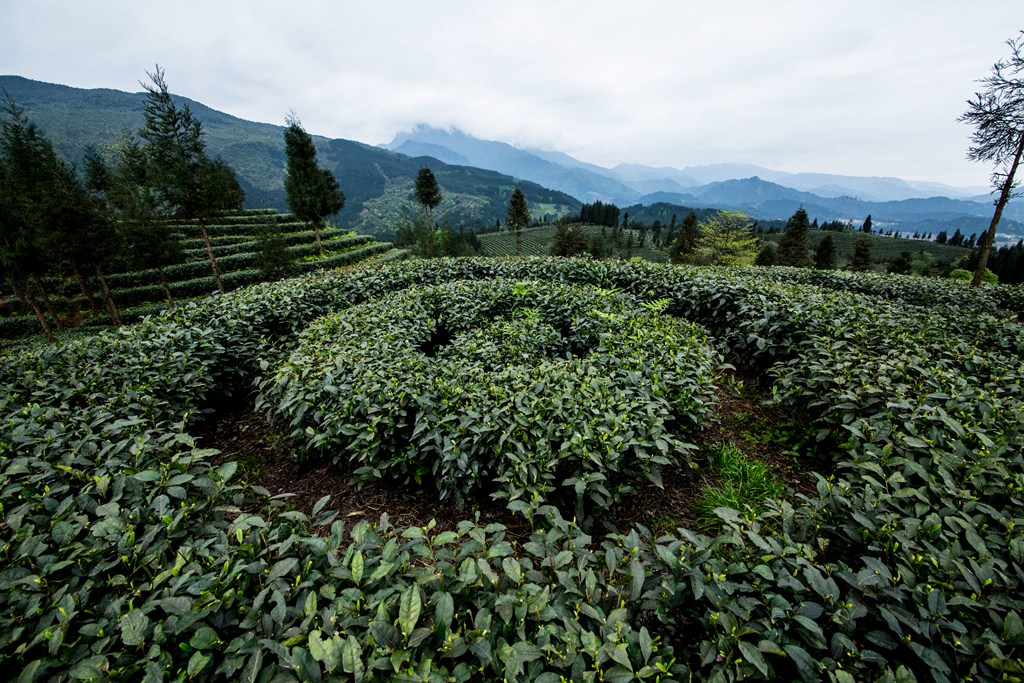 复兴村茶山