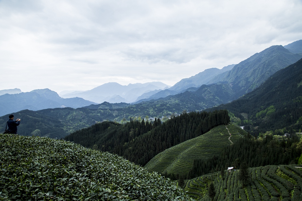 复兴村茶山