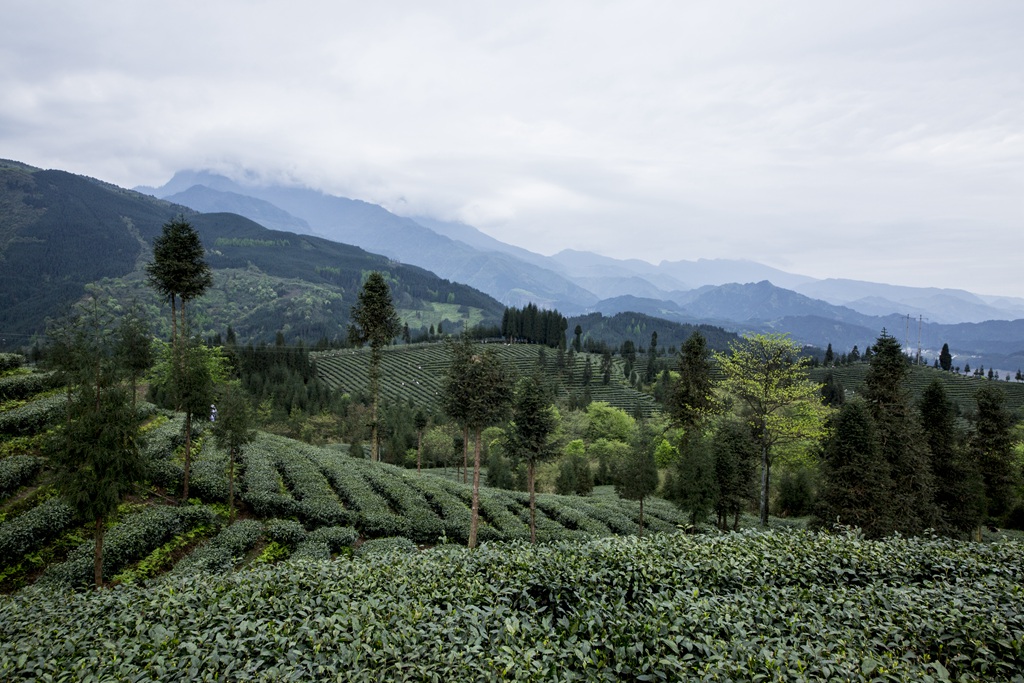 复兴村茶山