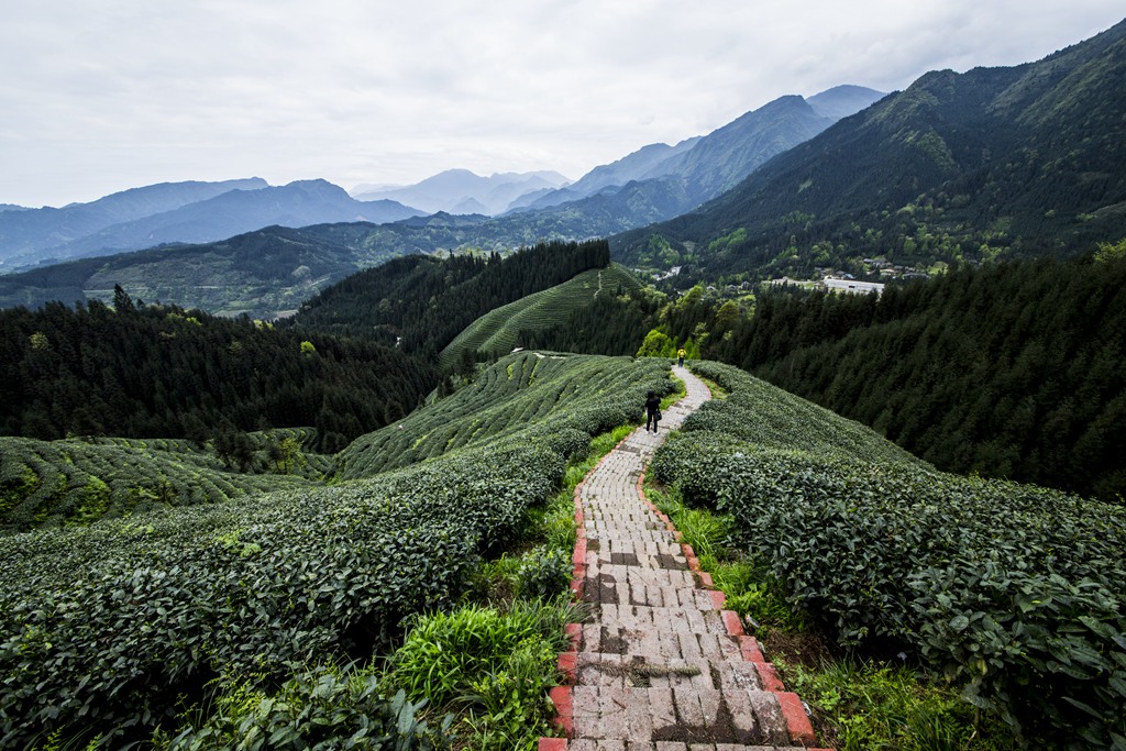 复兴村茶山