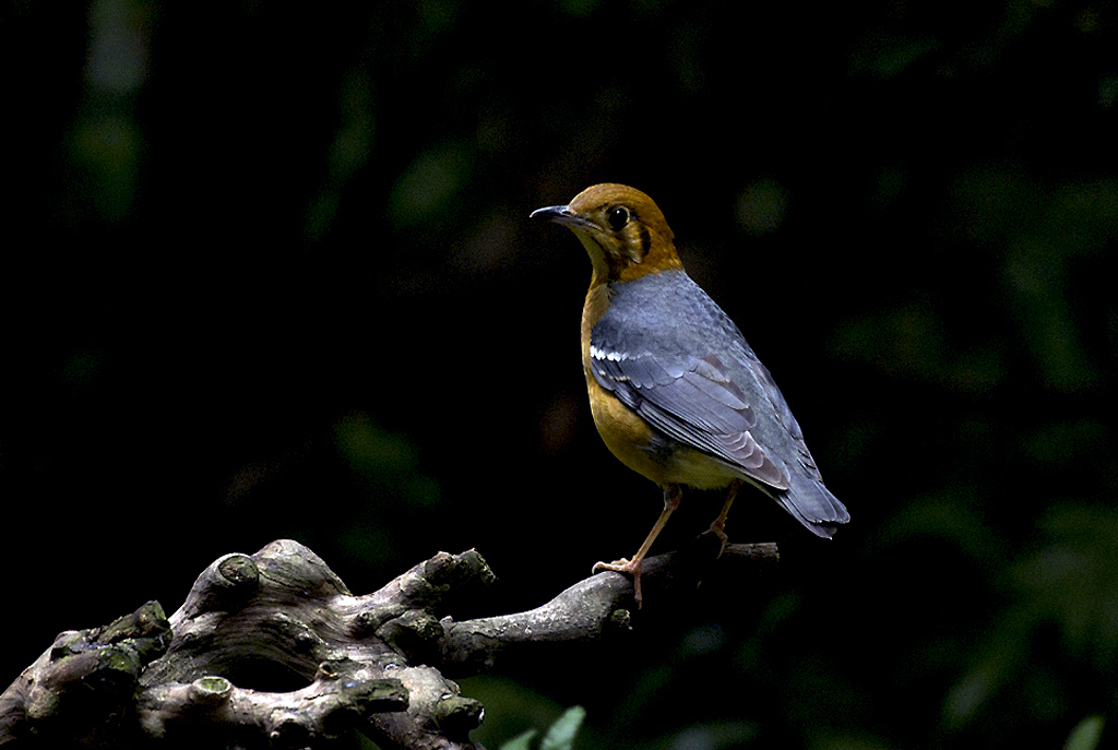 IMGP2739副本副本.jpg