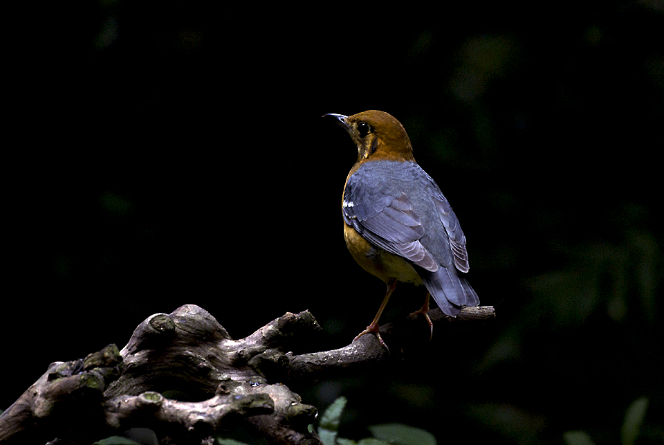 IMGP2773副本副本.jpg