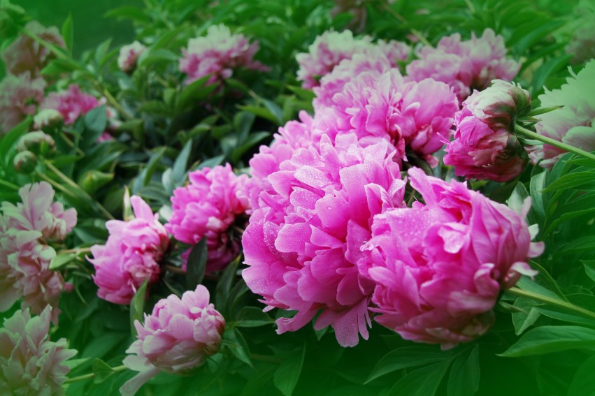 IMG_0114_副本_conew1.jpg