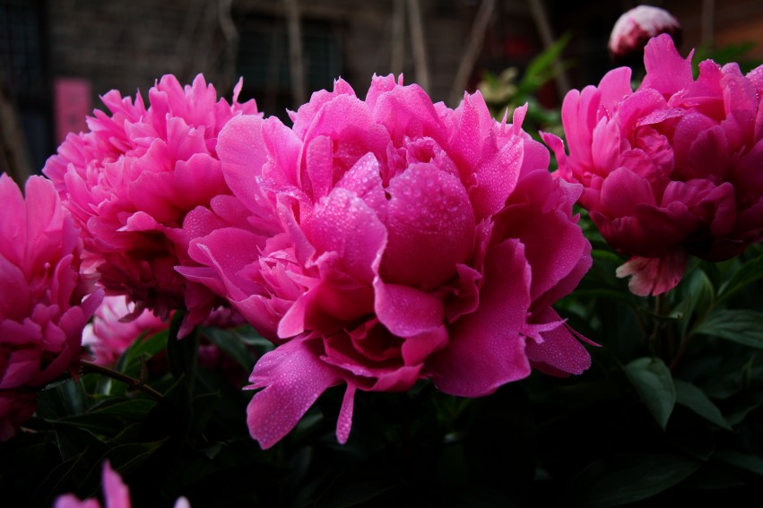 IMG_0100_副本_conew1.jpg