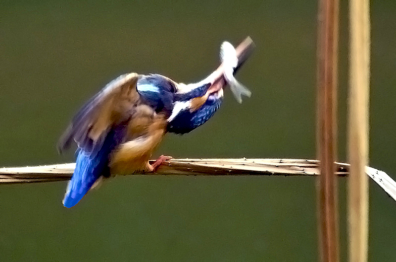 IMGP0813副本副本副本.jpg