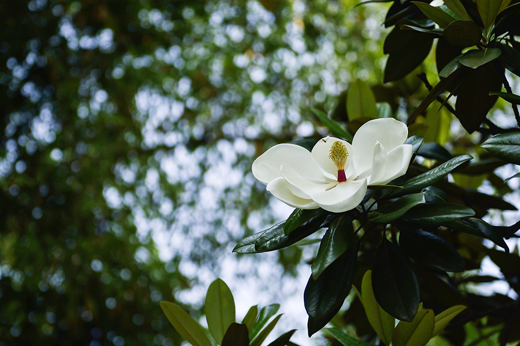 DSC_3115.JPG