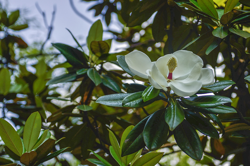 DSC_3117.JPG