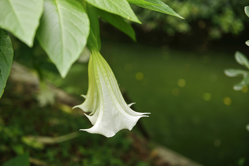 DSC_3127.JPG