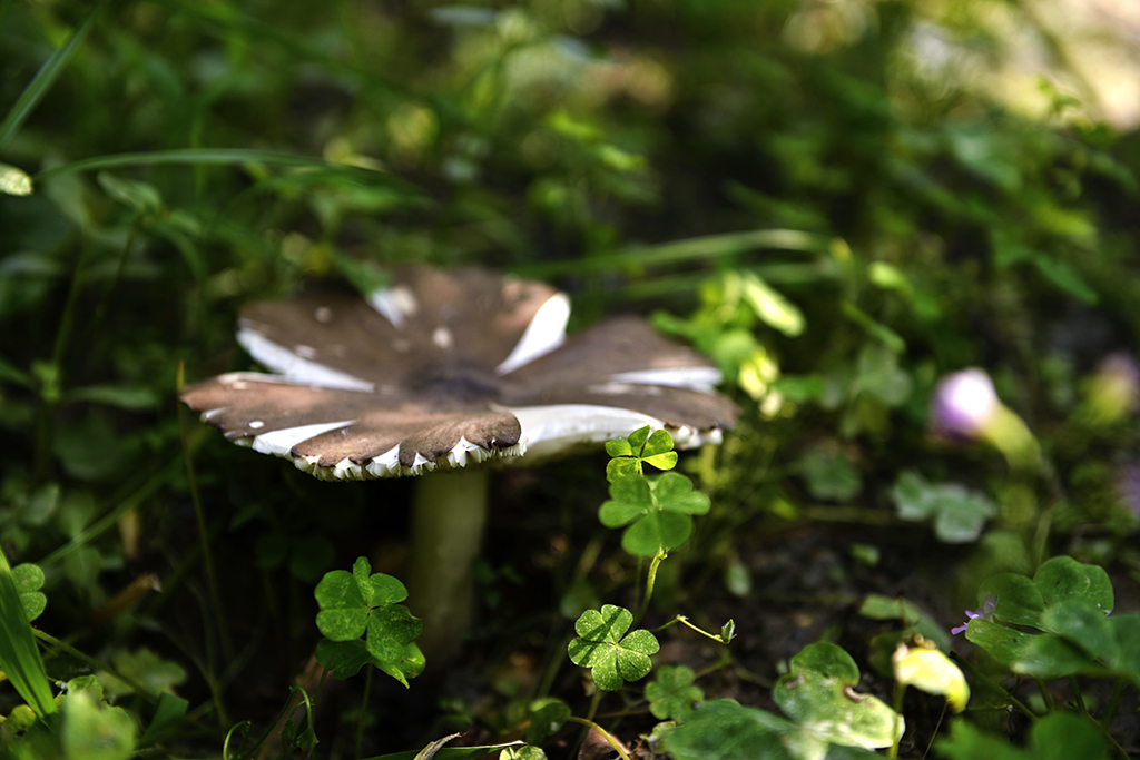 DSC_3128.JPG
