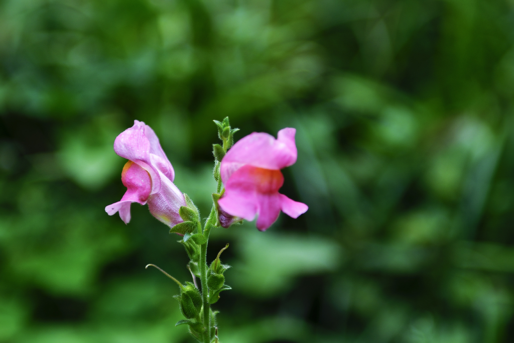 DSC_3133.JPG