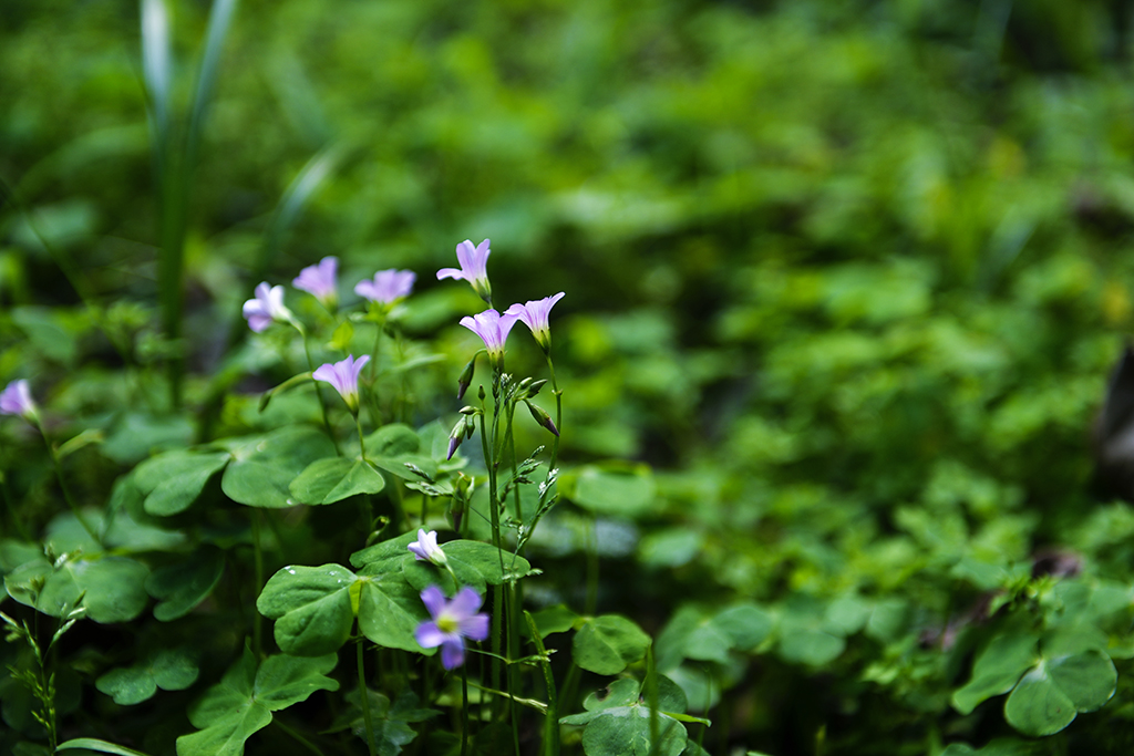 DSC_3135.JPG