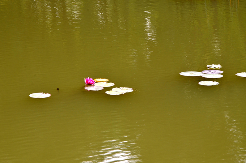 DSC_8600.JPG